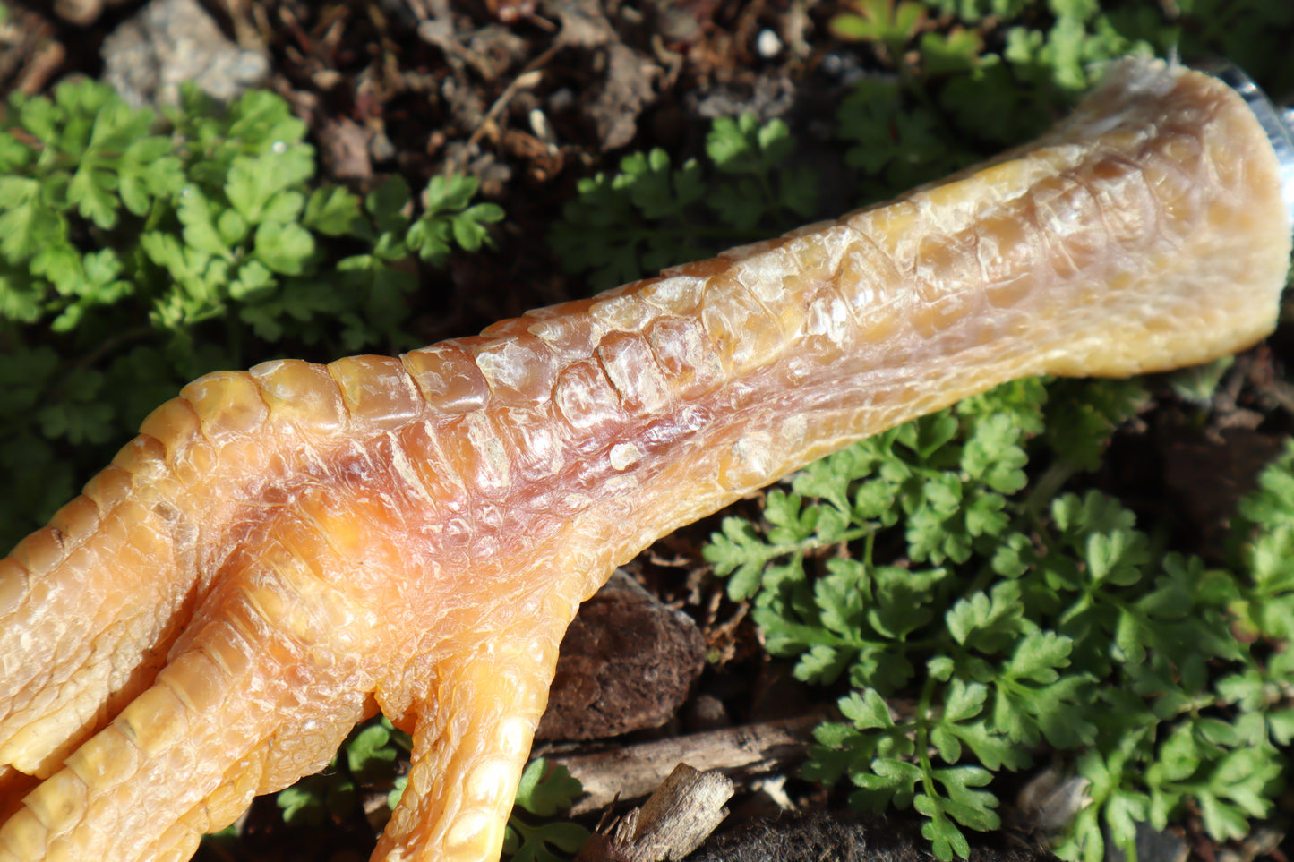 Chicken Foot Bottle Opener