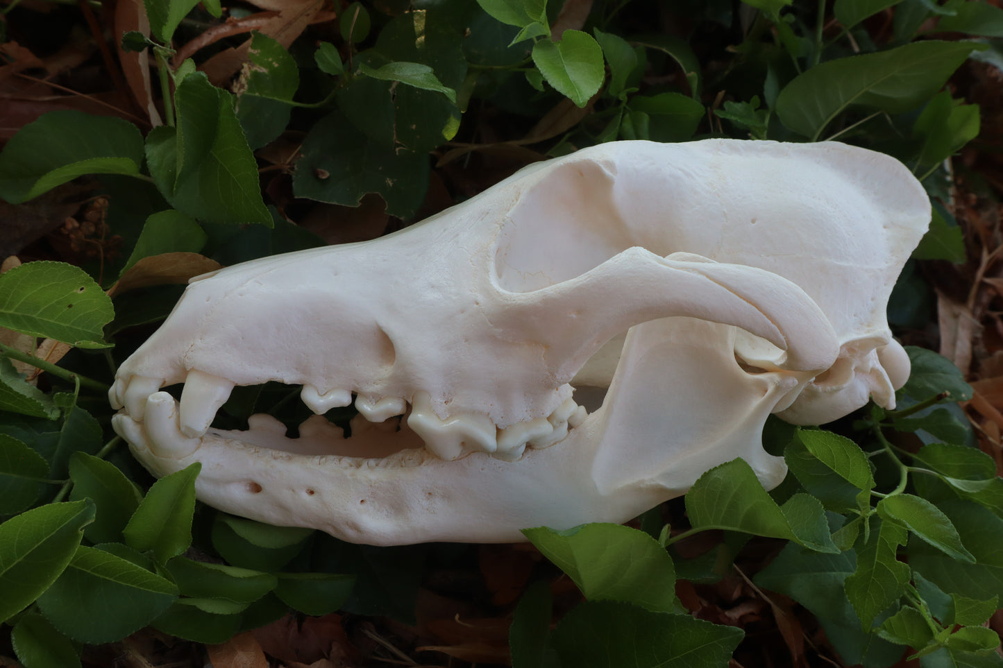 Pathological Coyote Skull