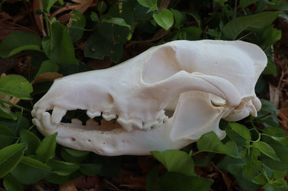 Pathological Coyote Skull