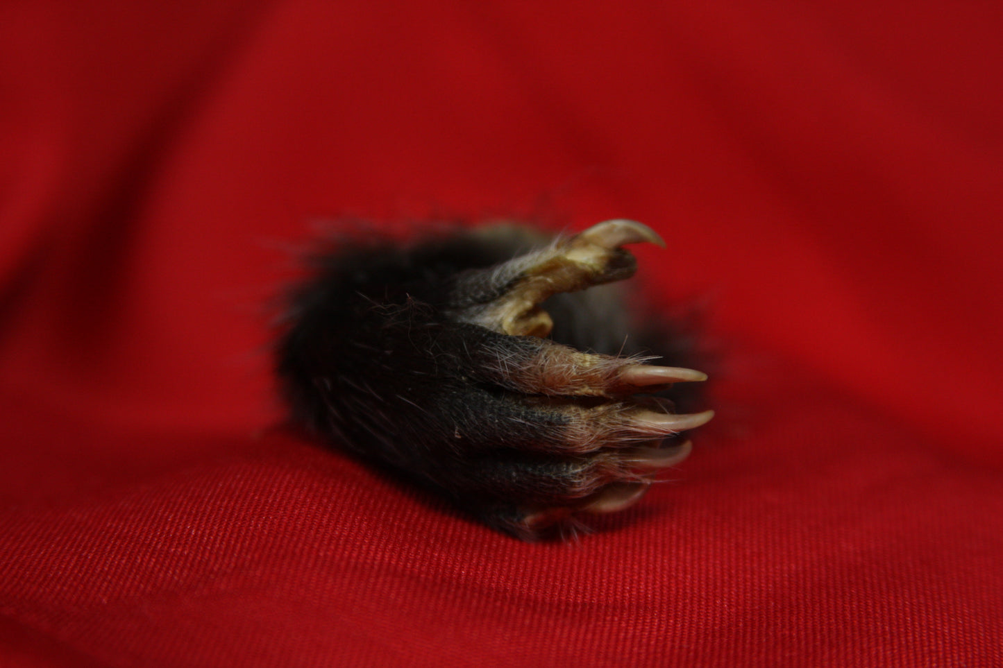 Opossum Hand Holder