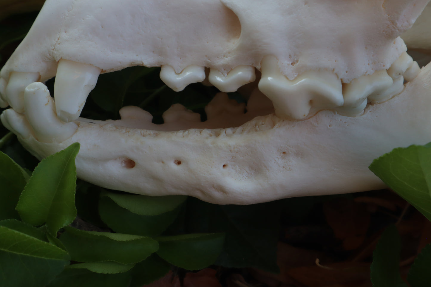 Pathological Coyote Skull