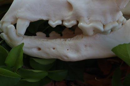 Pathological Coyote Skull