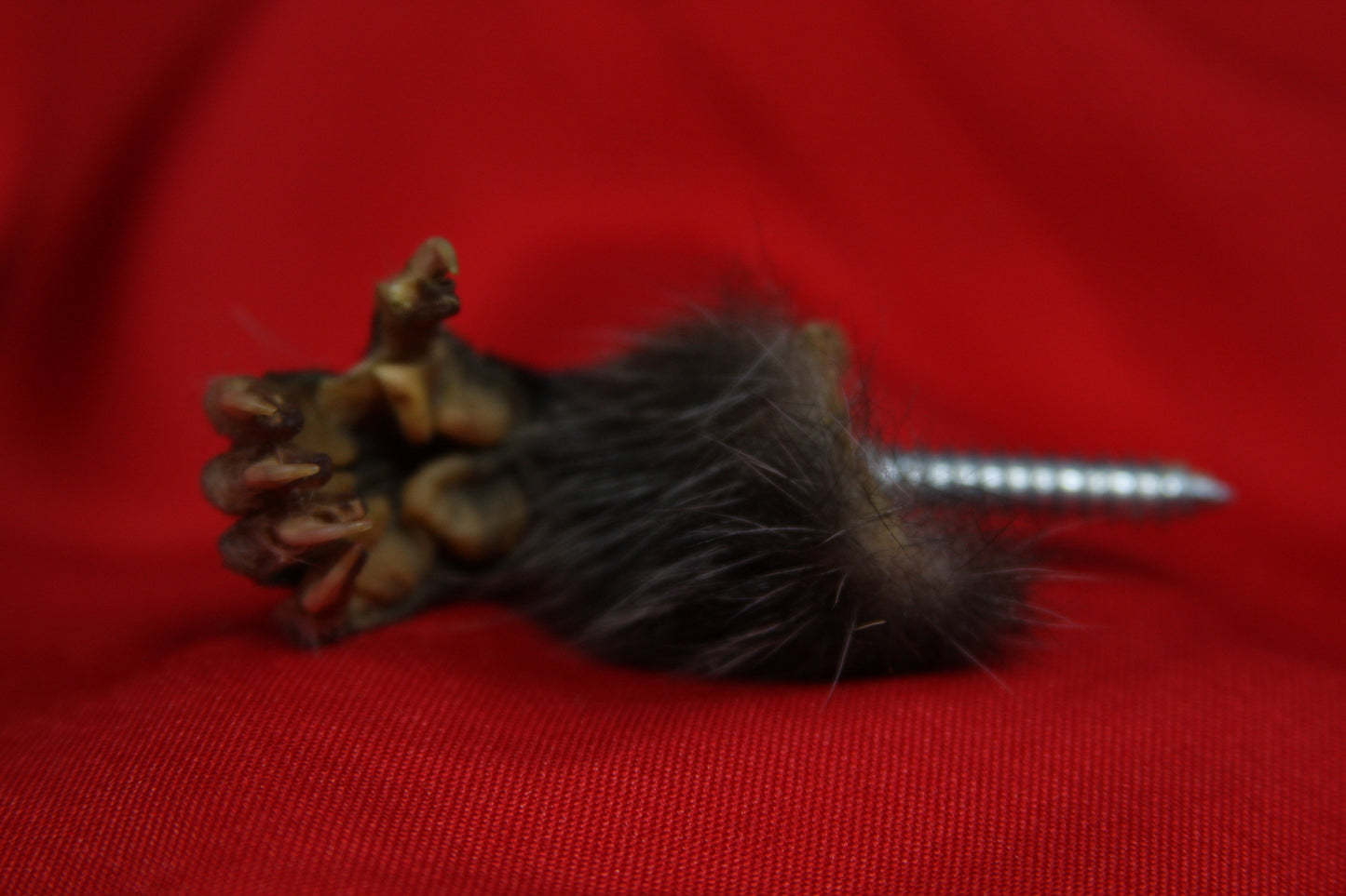 Opossum Hand Holder