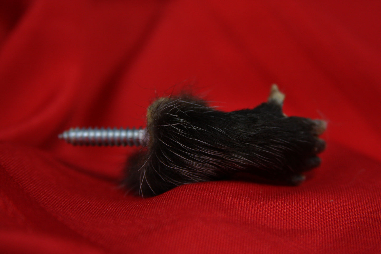 Opossum Hand Holder