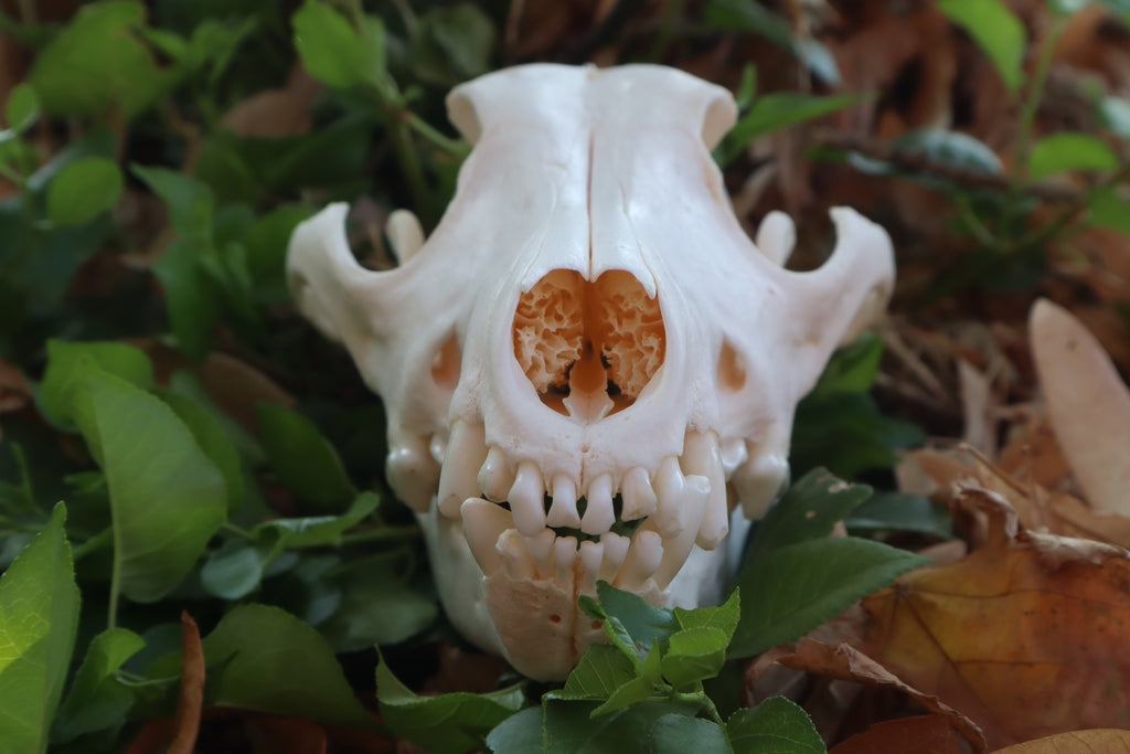 Pathological Coyote Skull