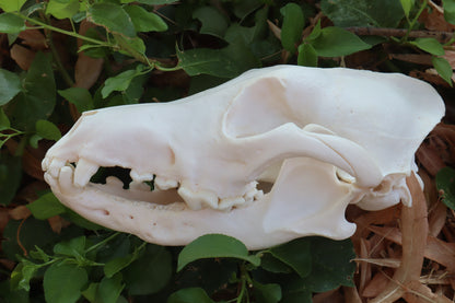 Pathological Coyote Skull