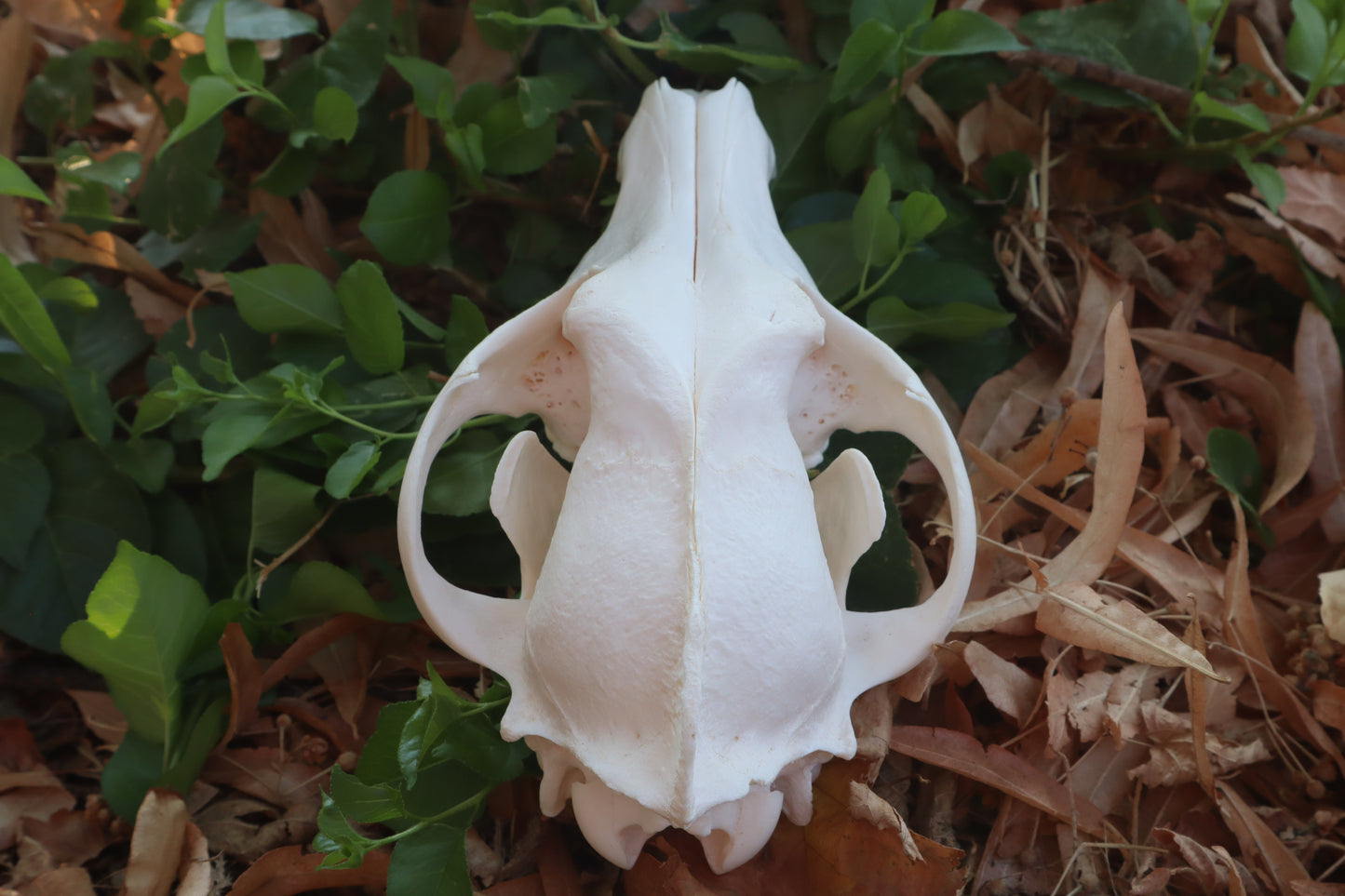 Pathological Coyote Skull