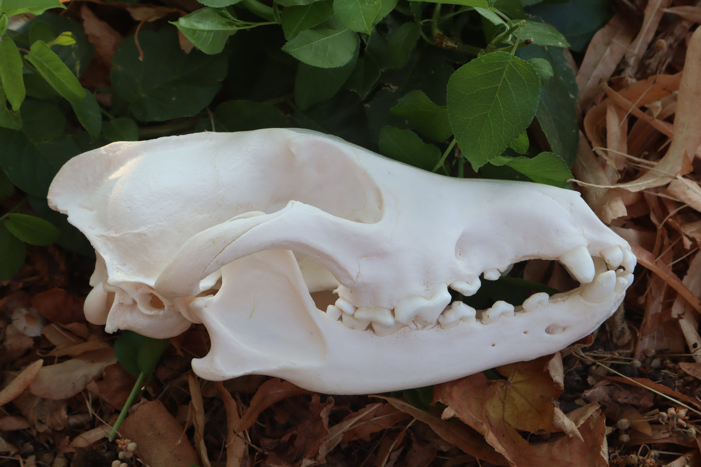 Pathological Coyote Skull