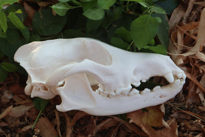 Pathological Coyote Skull