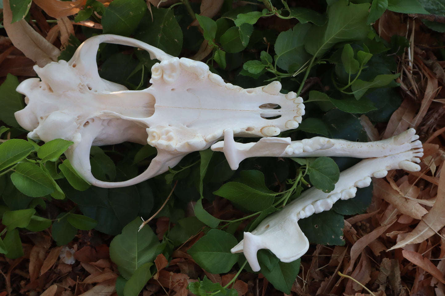 Pathological Coyote Skull