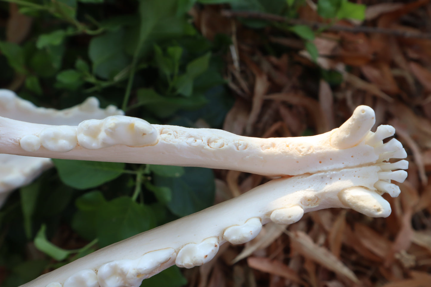 Pathological Coyote Skull