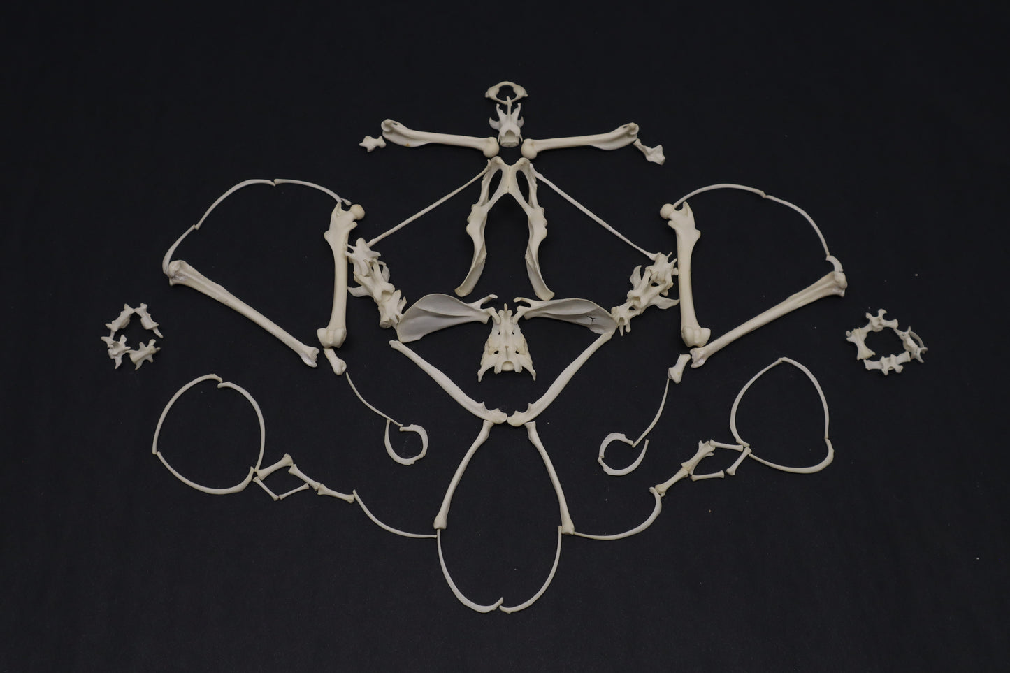 Eastern Gray Squirrel Skeleton Lot