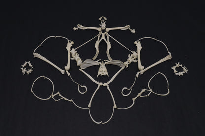 Eastern Gray Squirrel Skeleton Lot