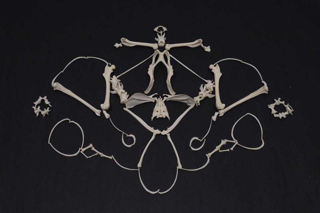 Eastern Gray Squirrel Skeleton Lot