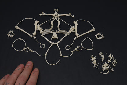Eastern Gray Squirrel Skeleton Lot