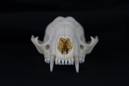 Half Raccoon Skull