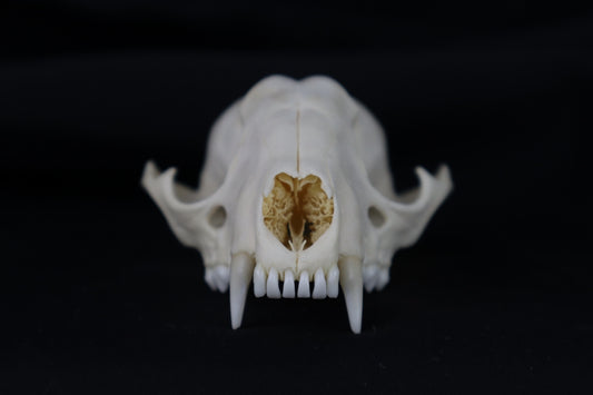 Half Raccoon Skull