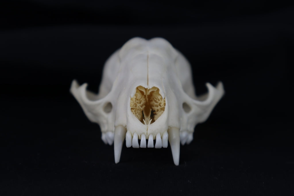 Half Raccoon Skull