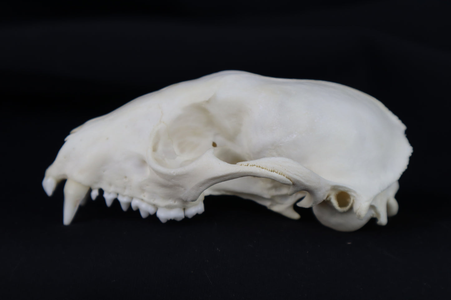 Half Raccoon Skull