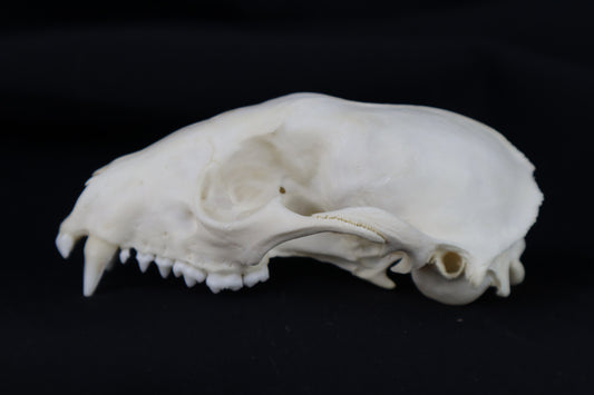 Half Raccoon Skull