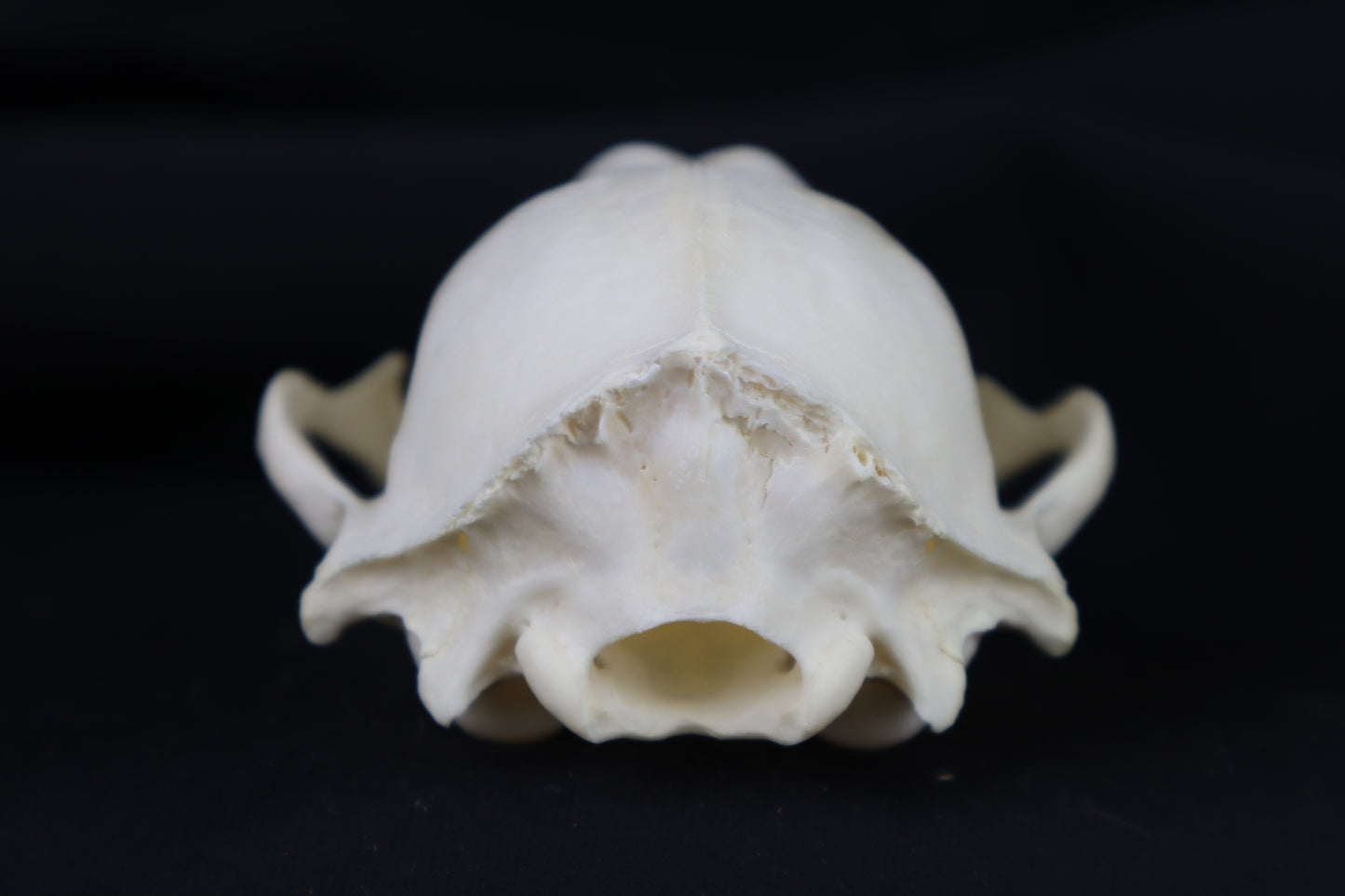 Half Raccoon Skull