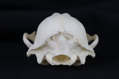 Half Raccoon Skull