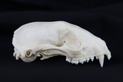 Half Raccoon Skull