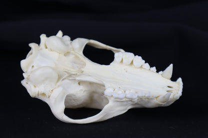 Half Raccoon Skull