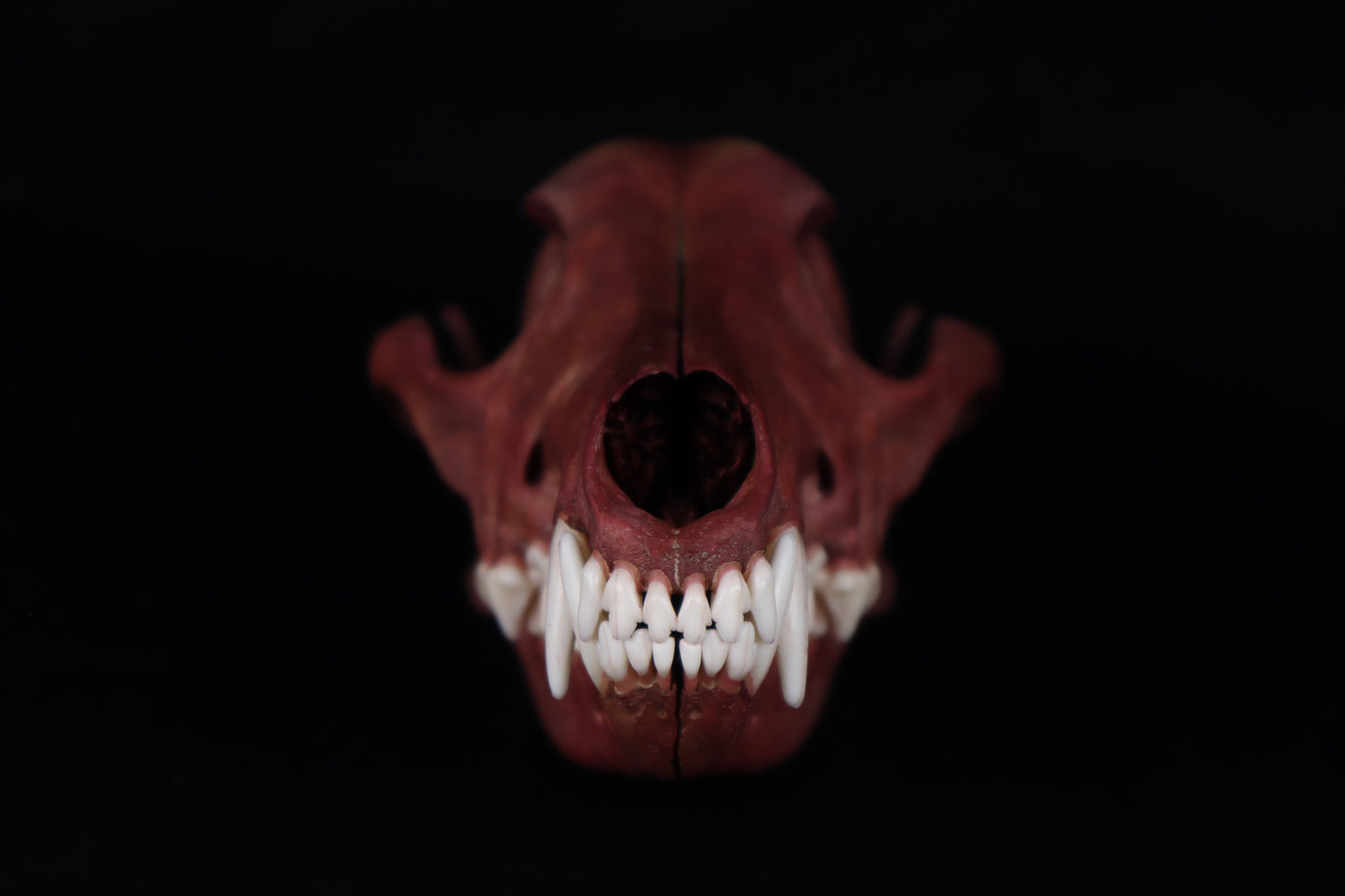 Naturally Stained Coyote Skull