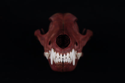 Naturally Stained Coyote Skull