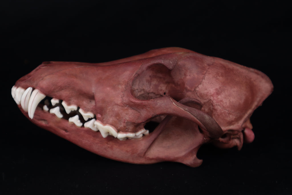 Naturally Stained Coyote Skull