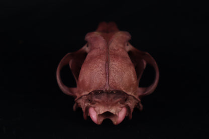 Naturally Stained Coyote Skull