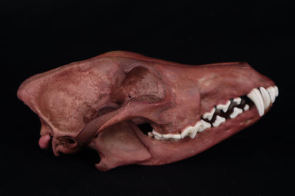 Naturally Stained Coyote Skull