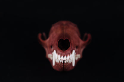 Naturally Stained Red Fox Skull