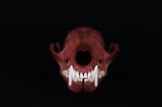 Naturally Stained Red Fox Skull