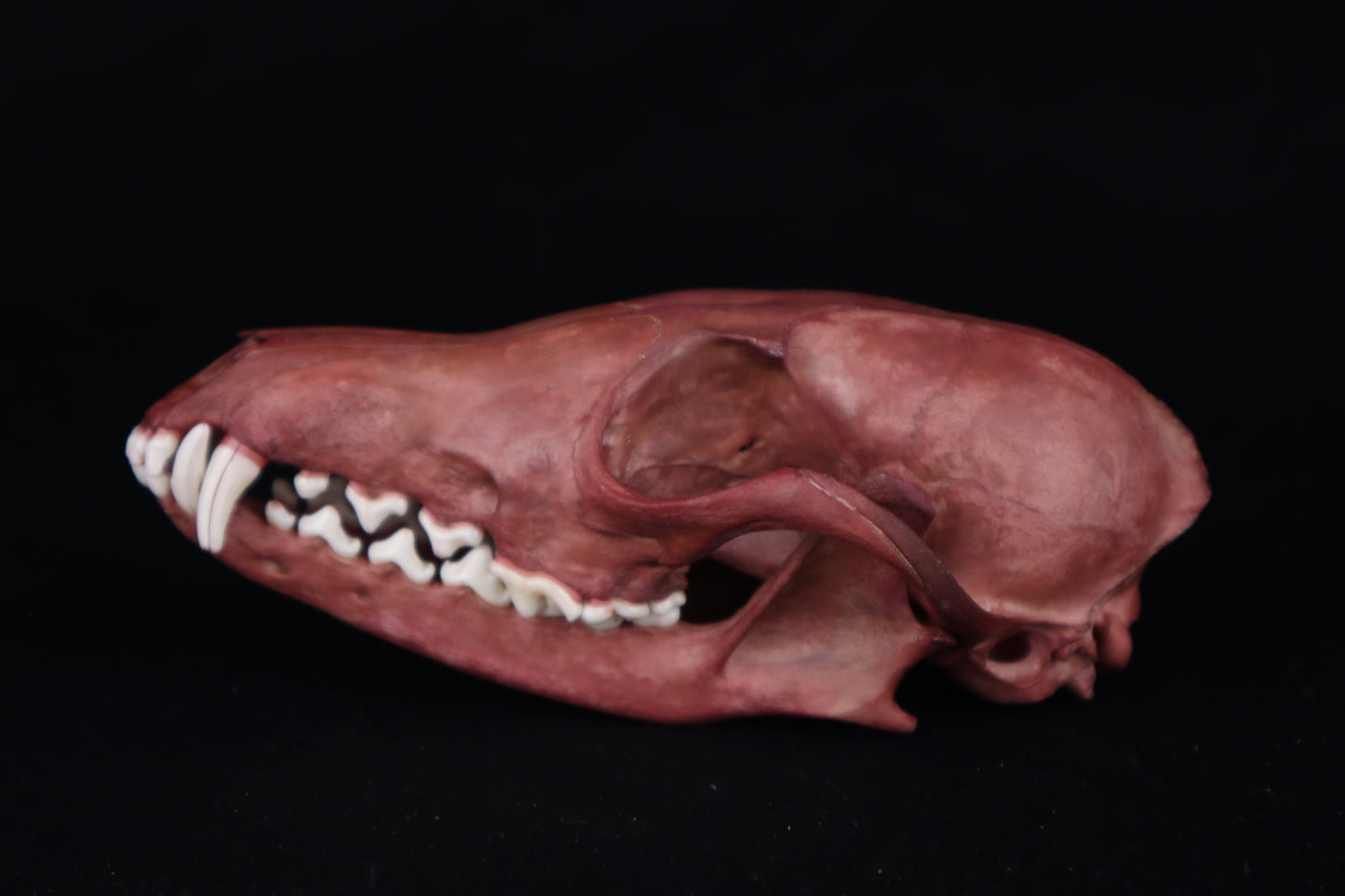 Naturally Stained Red Fox Skull
