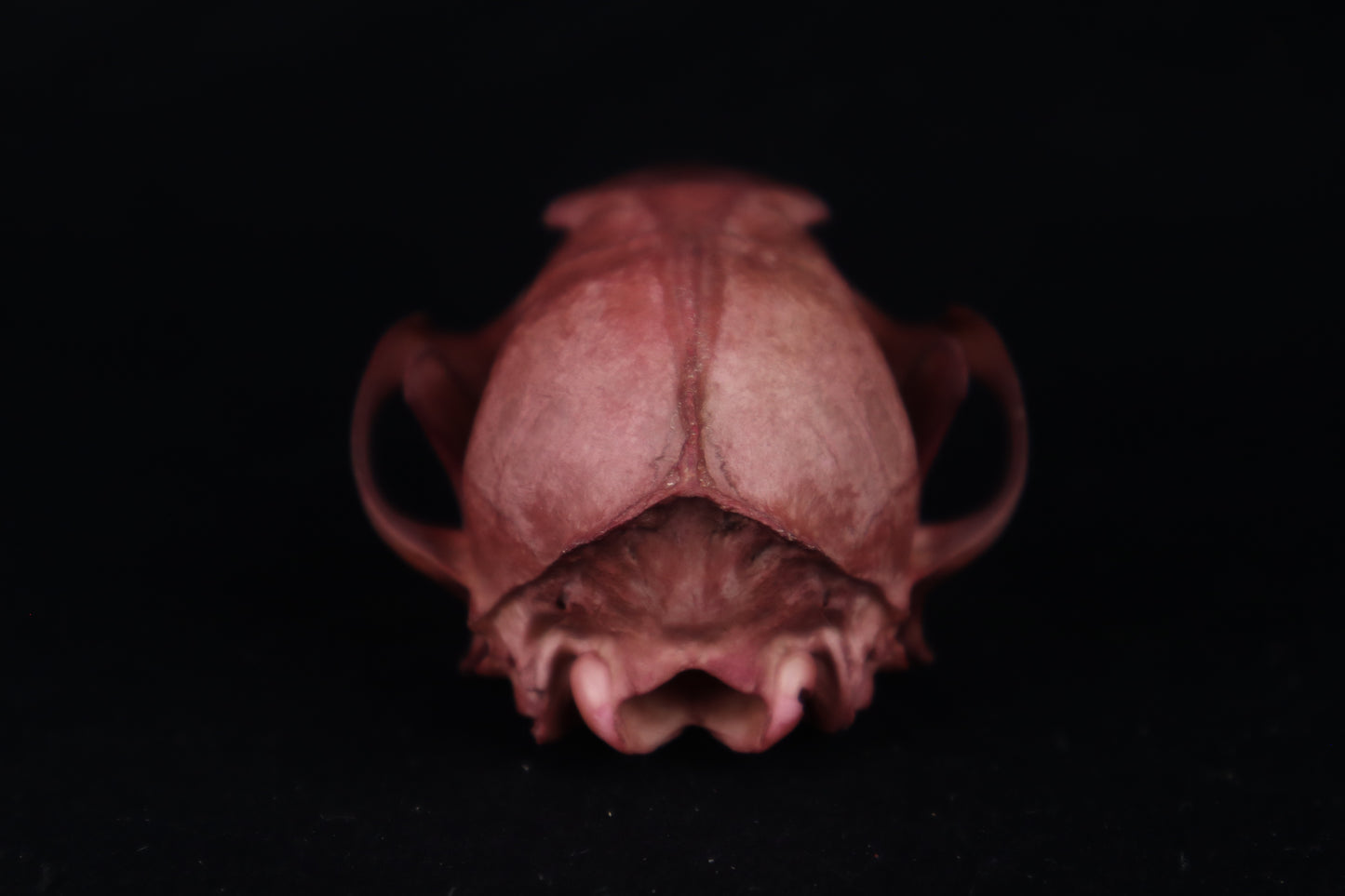 Naturally Stained Red Fox Skull