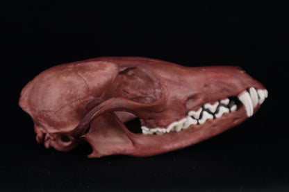 Naturally Stained Red Fox Skull