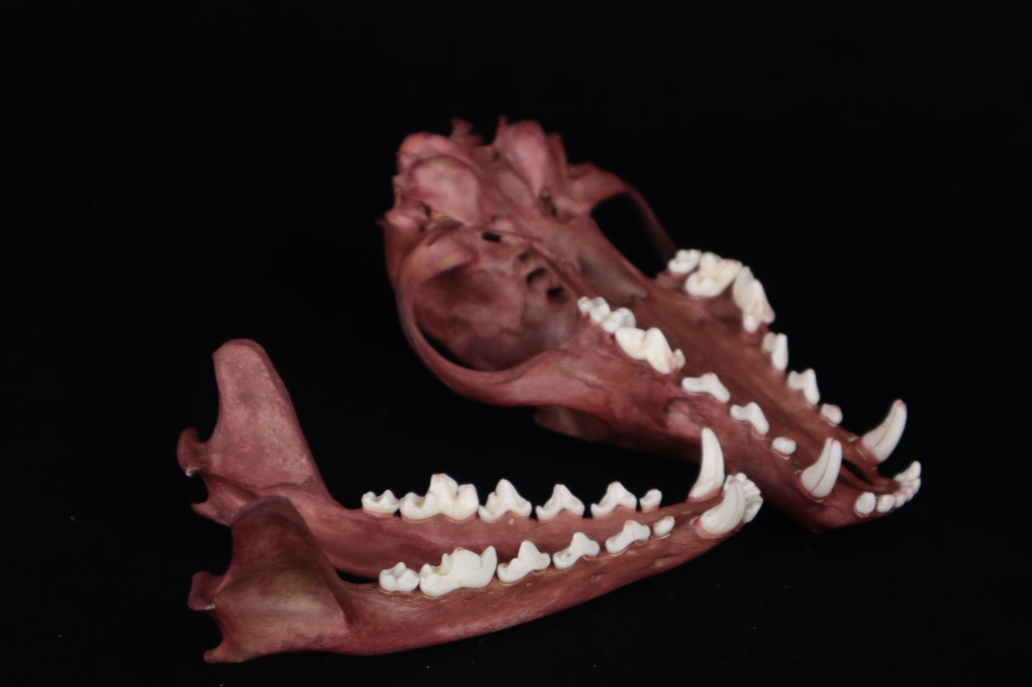 Naturally Stained Red Fox Skull