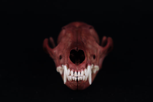 Naturally Stained Red Fox Skull