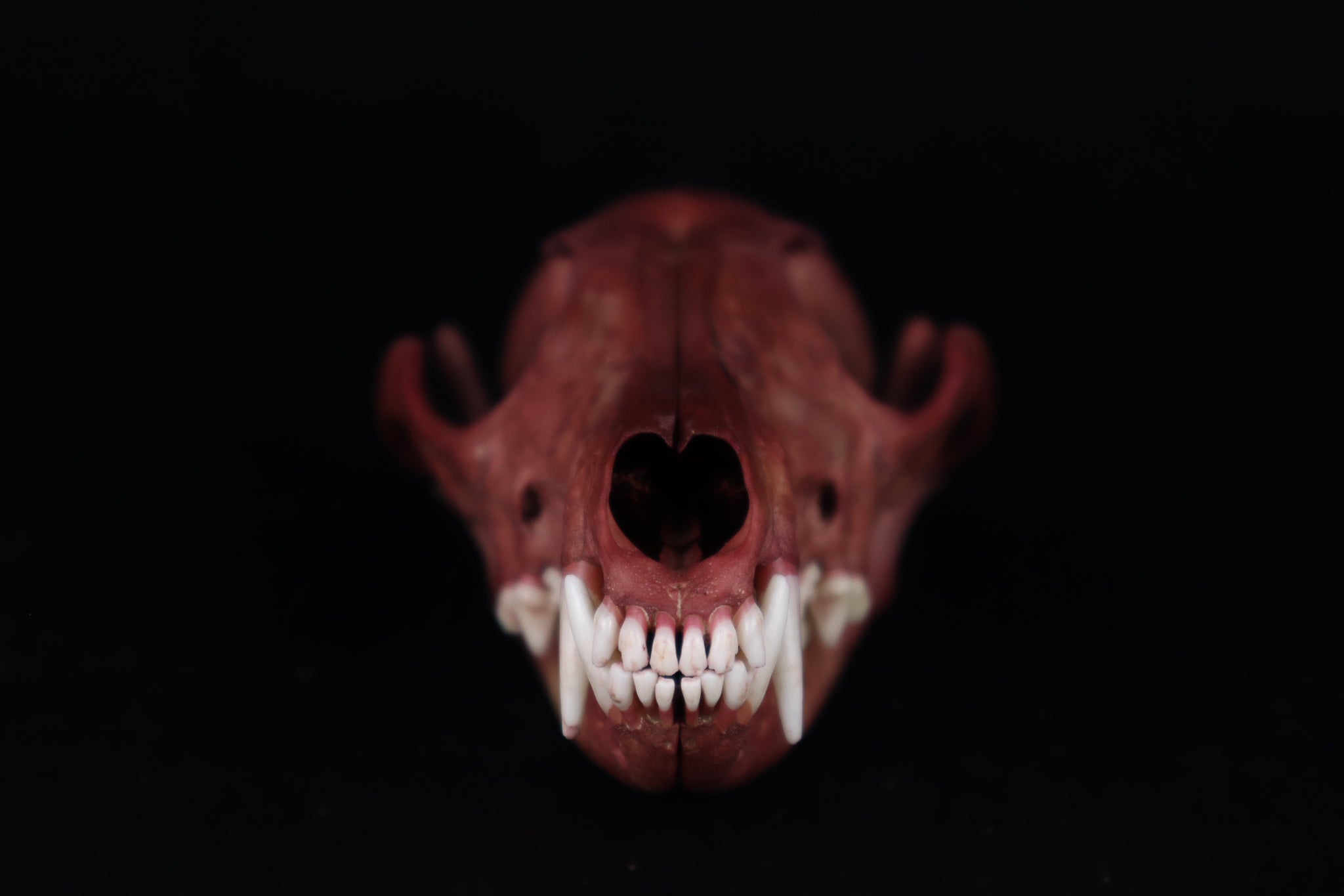 Naturally Stained Red Fox Skull