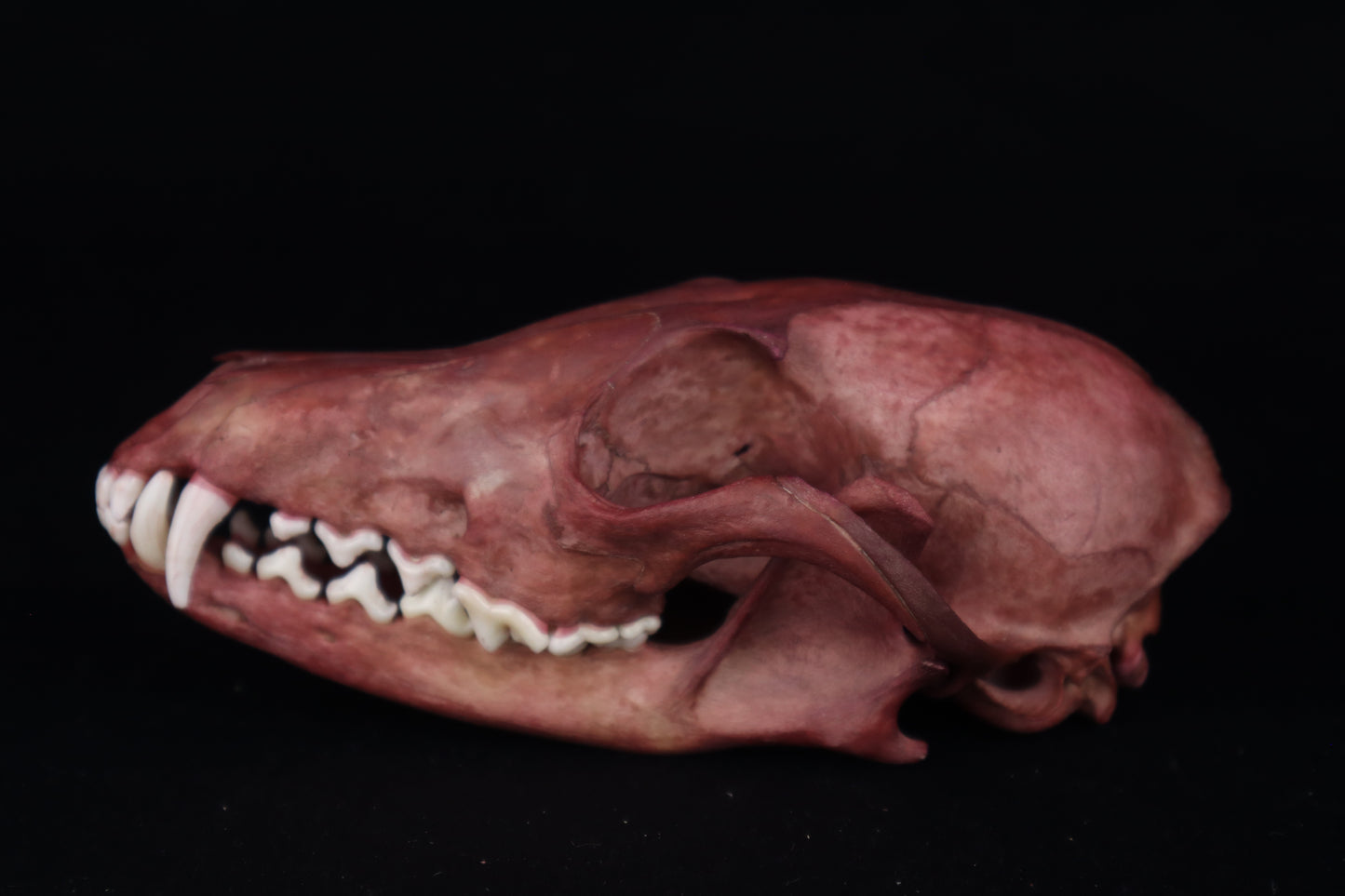 Naturally Stained Red Fox Skull