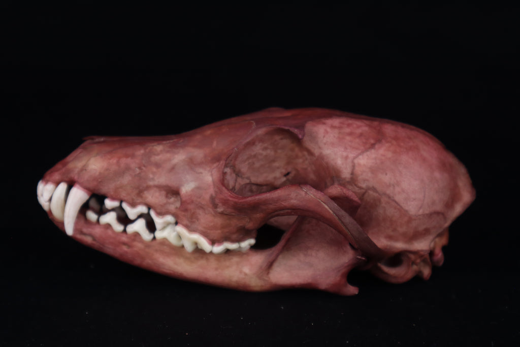 Naturally Stained Red Fox Skull