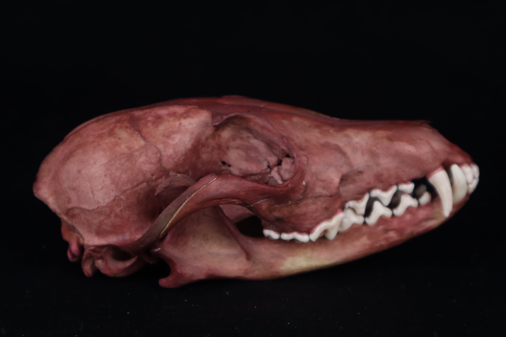 Naturally Stained Red Fox Skull