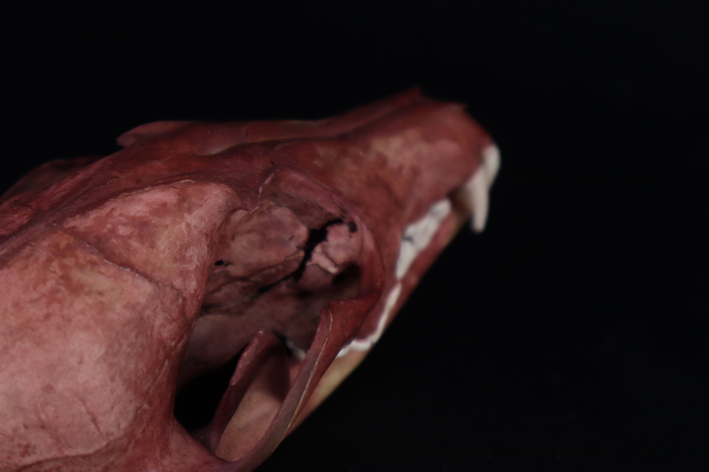 Naturally Stained Red Fox Skull