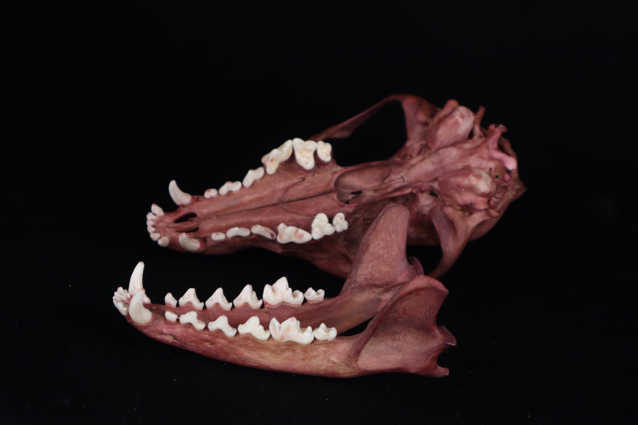 Naturally Stained Red Fox Skull