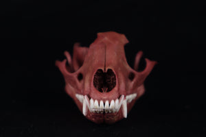 Naturally Stained Damaged Raccoon Skull
