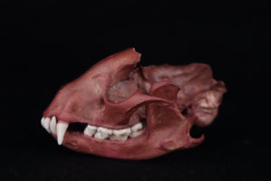 Naturally Stained Damaged Raccoon Skull