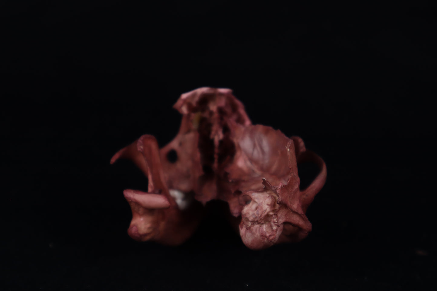 Naturally Stained Damaged Raccoon Skull