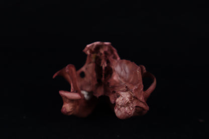 Naturally Stained Damaged Raccoon Skull